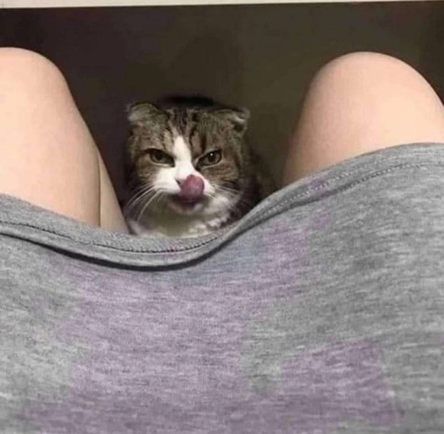 Деградильня