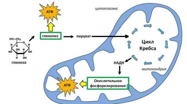 Единственное место на коже человека, где постоянно выделяется яд