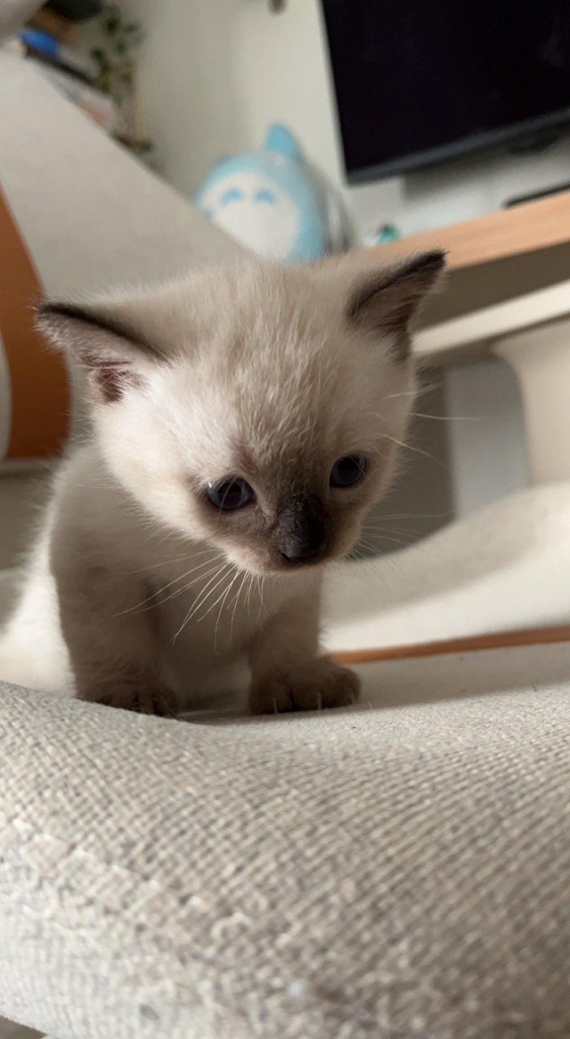 Котёнок с необычной особенностью