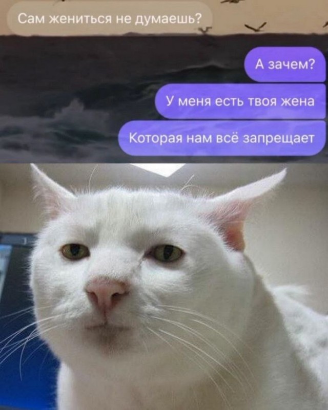 Немного забавных картинок от 23.10.2024