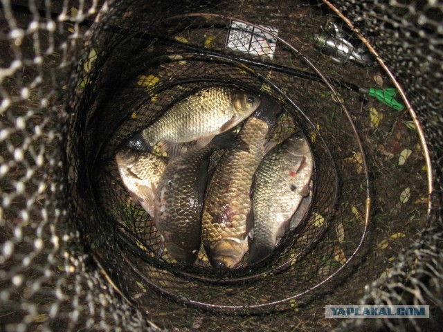Рыбалка в ближайшем подмосковье