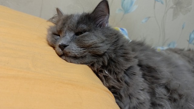 Котовторник