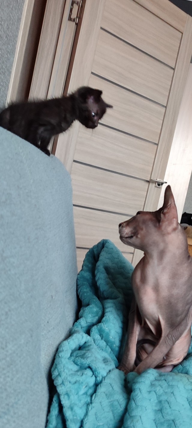 Знакомьтесь, Шлепа.