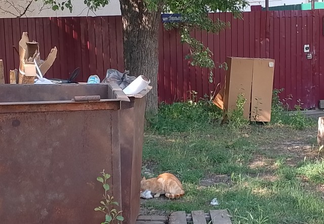 Помогите найти кота