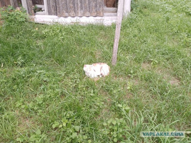 Жизнь домашнего приюта для котеек 549