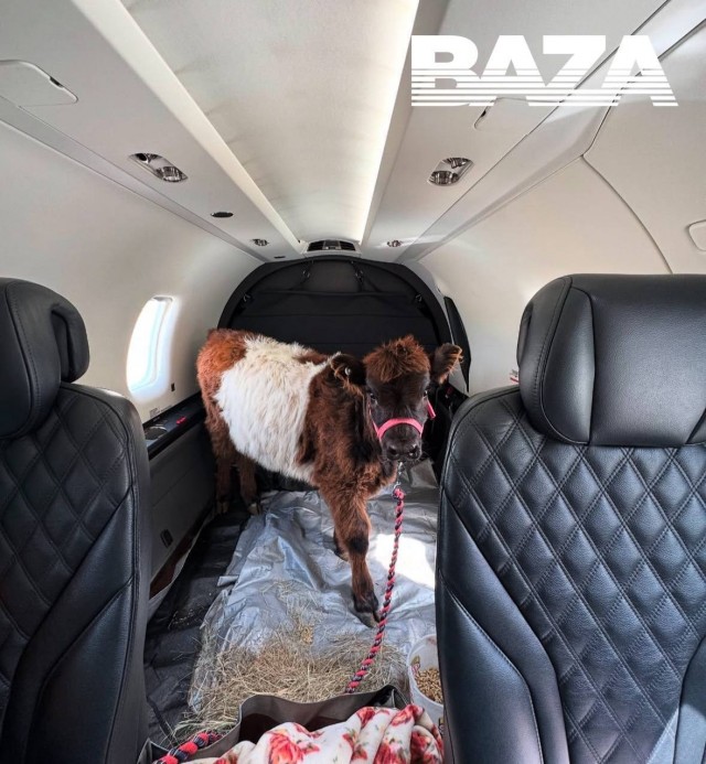 Необычный пассажир на частном борту самолёта Pilatus — коровка София.