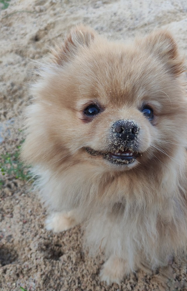 Собакочетверг