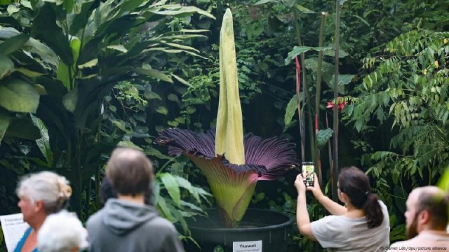 Самый вонючий цветок в мире украли из ботанического сада в Германии