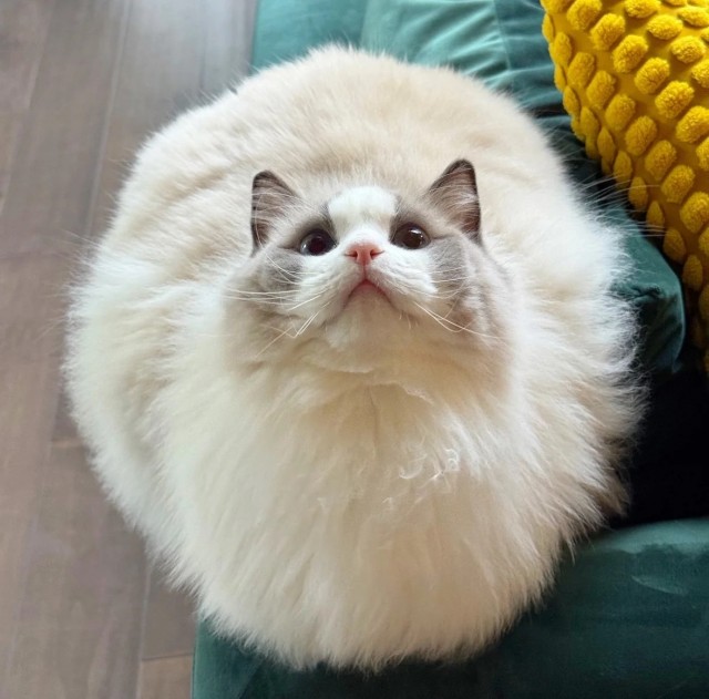 Зимняя шубка — это не шутка (котовторник)