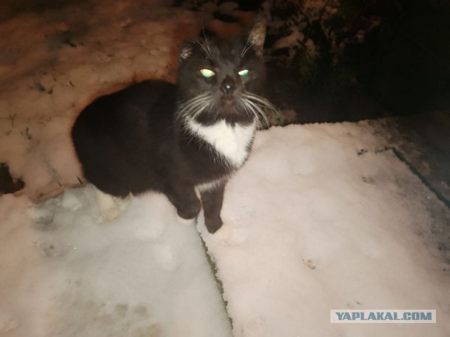 Жизнь домашнего приюта для котеек 564