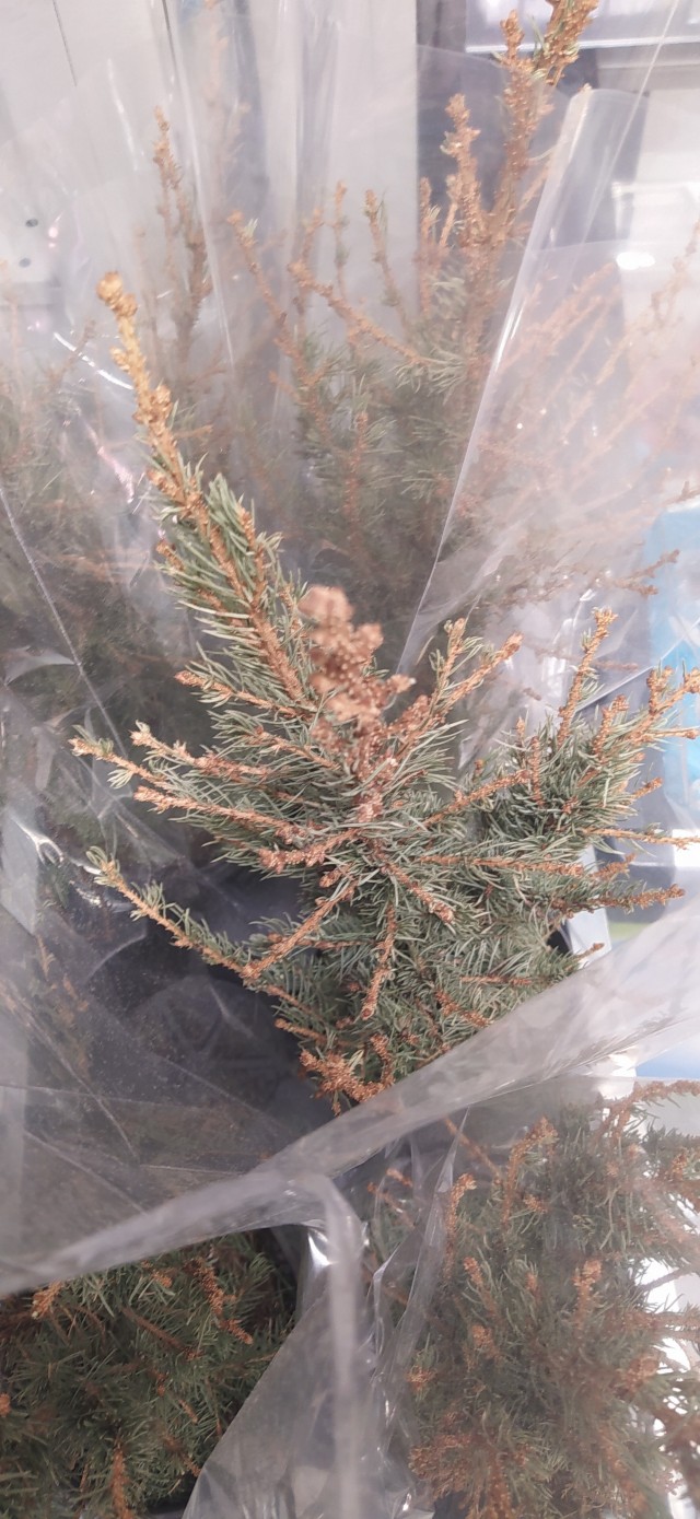 Магнит не сдаётся