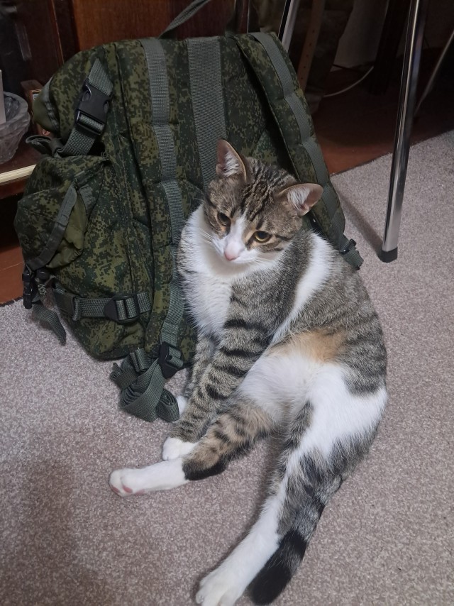 Спортивный котовторник.