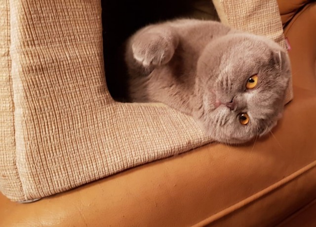 Котовторник#