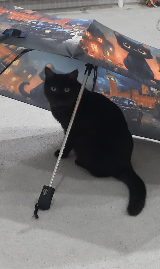 Котовторник