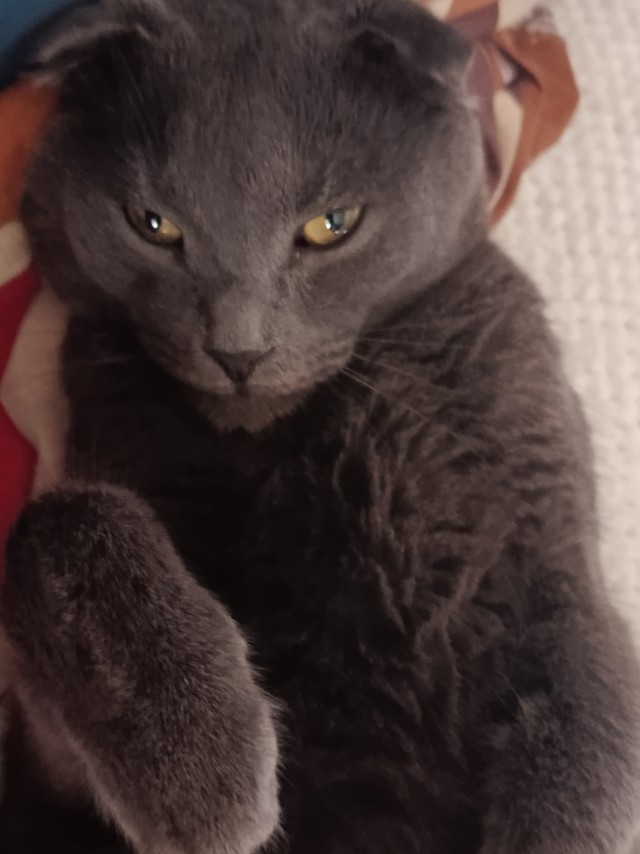 Очередной котовторник