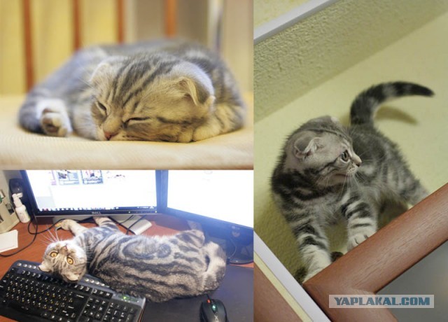 Коты и время