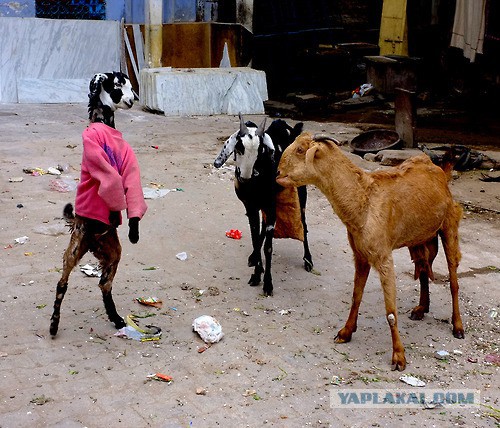 Теперь Масква живу.
