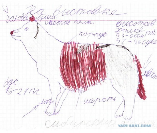 Сибирский хаски