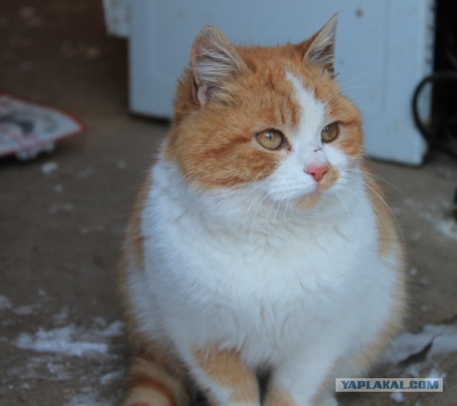 Котовторник 4.02.2014