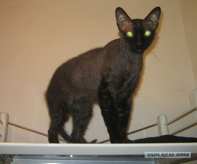 Преданный котик