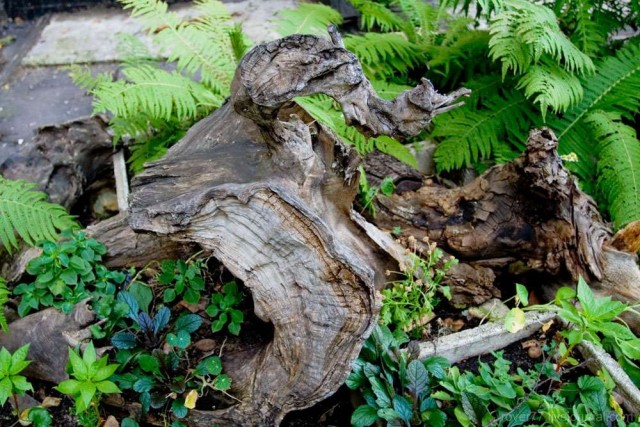 Оазис зелени в московском дворике