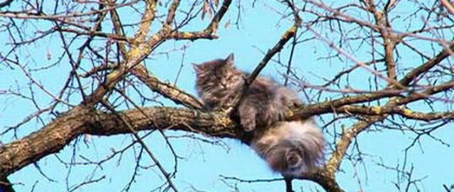 А раньше были котики...