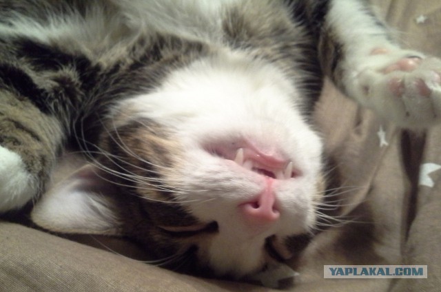 Котовторник 18.03.2014