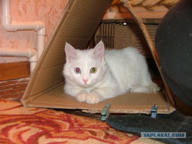 Котовторник 05.03.13