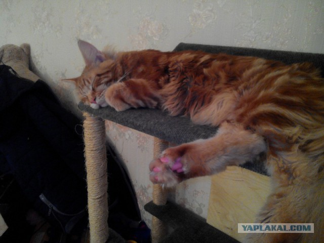 Котовторник 29.04.14.