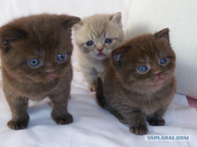 Котовторник 29.04.14.