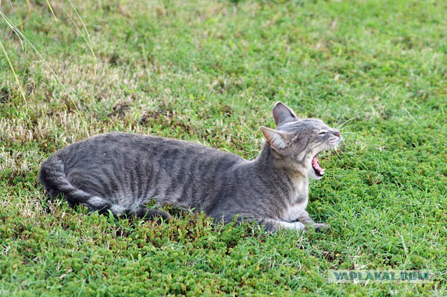 Котовторник 29.04.14.