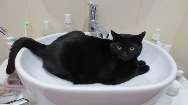 Котовторник 20.05.2014
