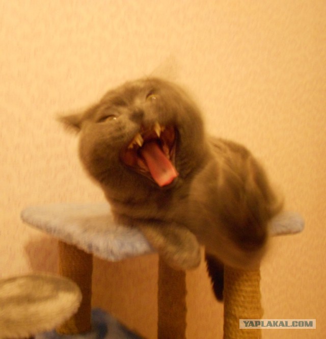 А у тебя есть фото твоей зевающей котейки ?