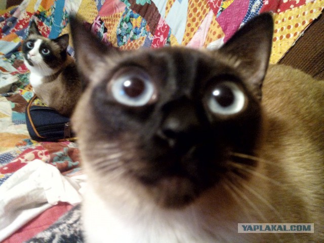 Котовторник 19.08.2014