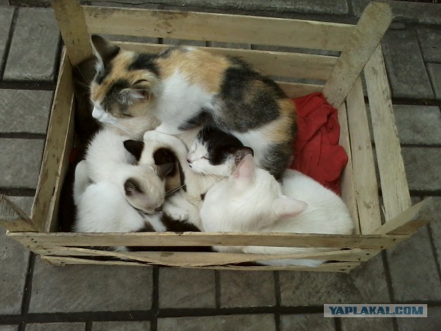 Котовторник 09.09.2014