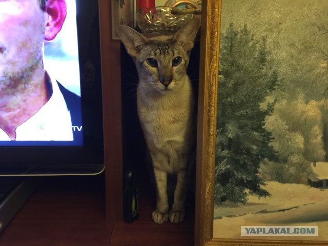 Котовторник 21.10.2014