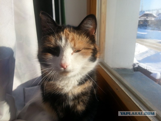 Котовторник 28.10.2014