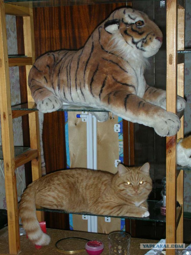 Котовторник 11.11.2014