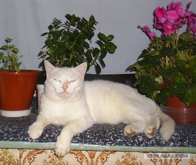 Котовторник 11.11.2014