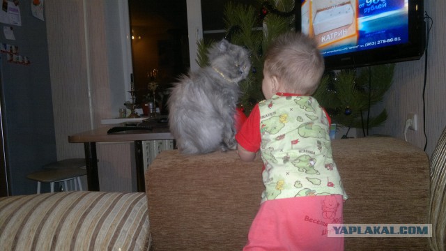 Котовторник 06.01.2015