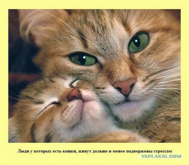 20 фактов обо всем