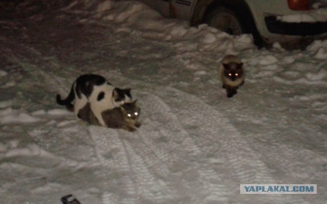 Котовторник