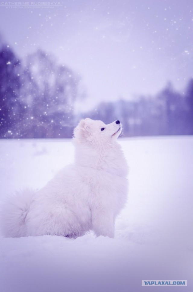 Самоедская лайка