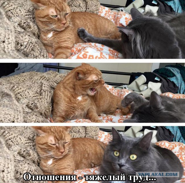 Картинки разные