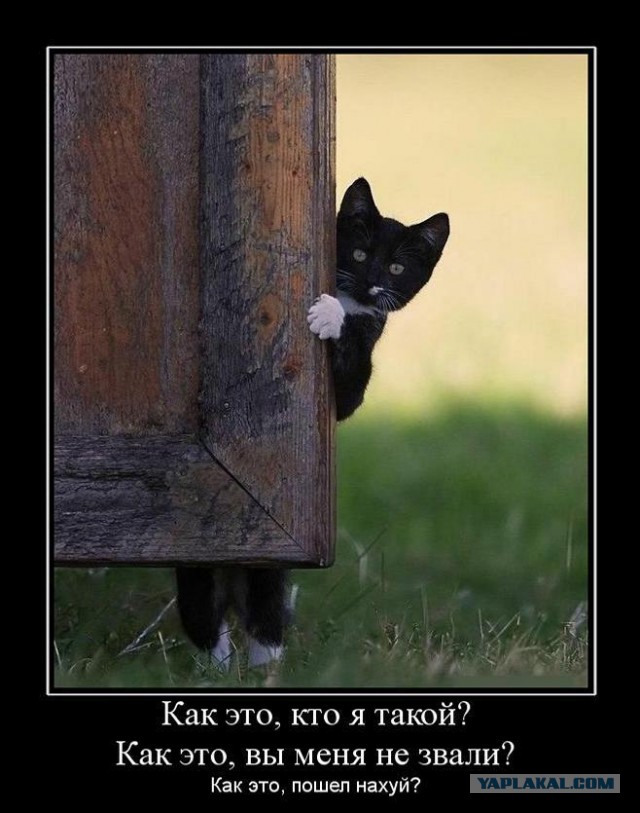 Известные котомемы.