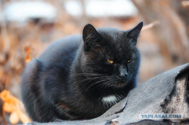 Котовторник