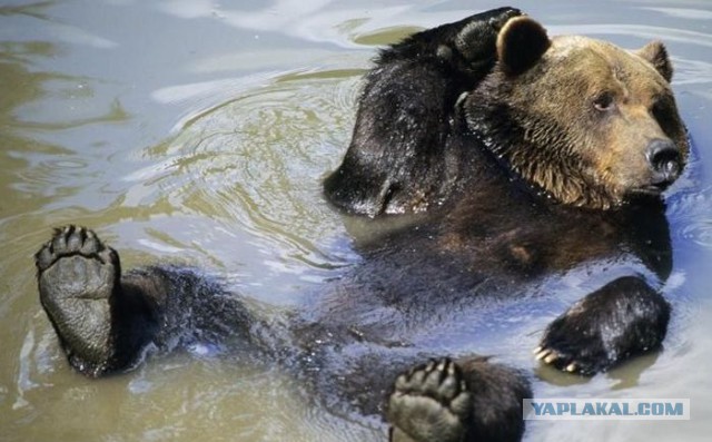 Медведь наслаждается бассейном