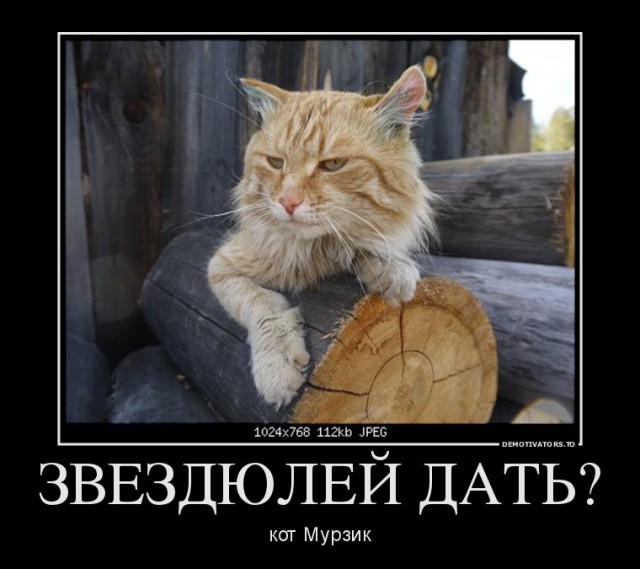 Так встречает меня кошка, когда я прихожу домой