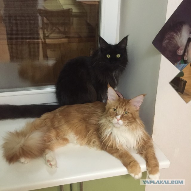 Котовторник 11.08.2015