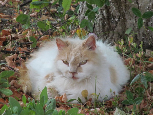 Котовторник
